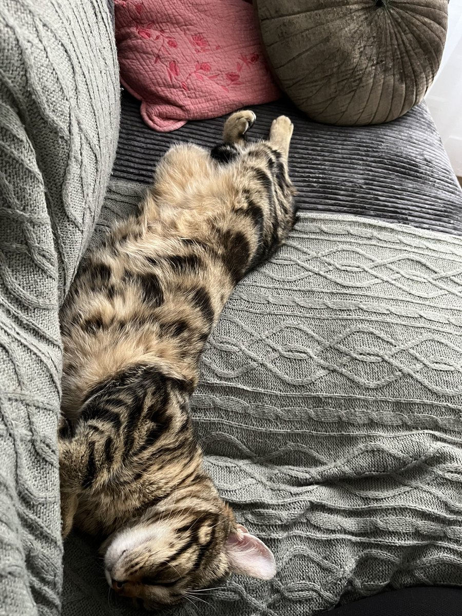 fangiochatpilot's tweet photo. La maine elle dit jo prend toute la place… mais c’est le moncanapir d’abord https://t.co/FKISd516hL