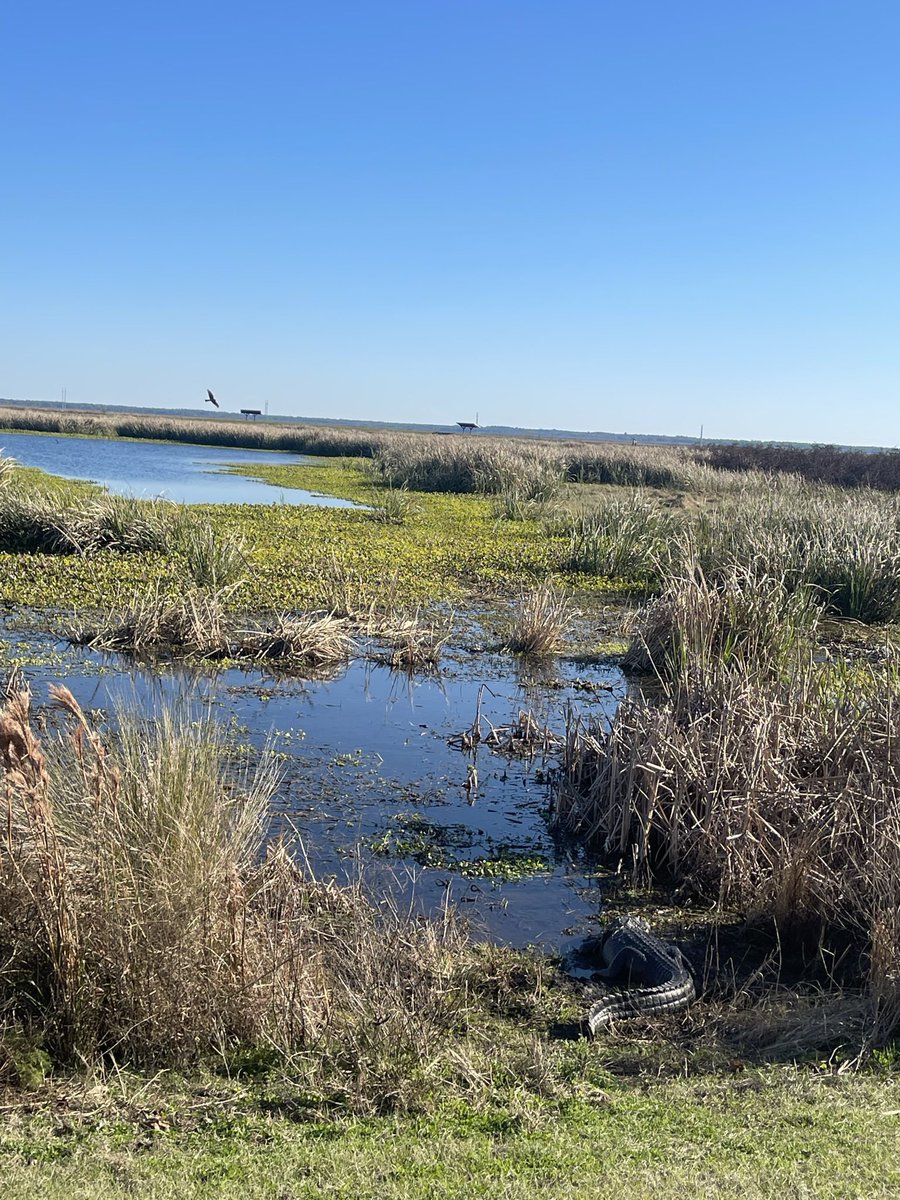 MeddersCharlene's tweet photo. Weekending in Gainesville:
Haile Farmer’s Market✔️
Uppercrust Bakery✔️
Sweetwater Wetlands Park✔️
Seeing a gator🐊✔️

#ufcjconline https://t.co/4aCKAvo47O