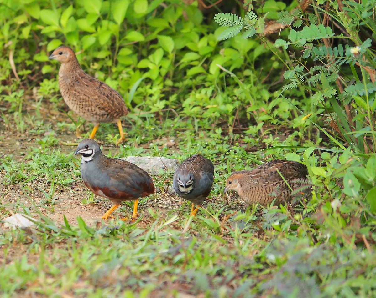 GrahamNAskew's tweet photo. A new review paper on the muscular adaptations for generating high power, explaining why the pectoral muscles of the blue-breasted quail generate the highest power per kg https://t.co/7F8XgRgI9T https://t.co/vTRmZozaW3