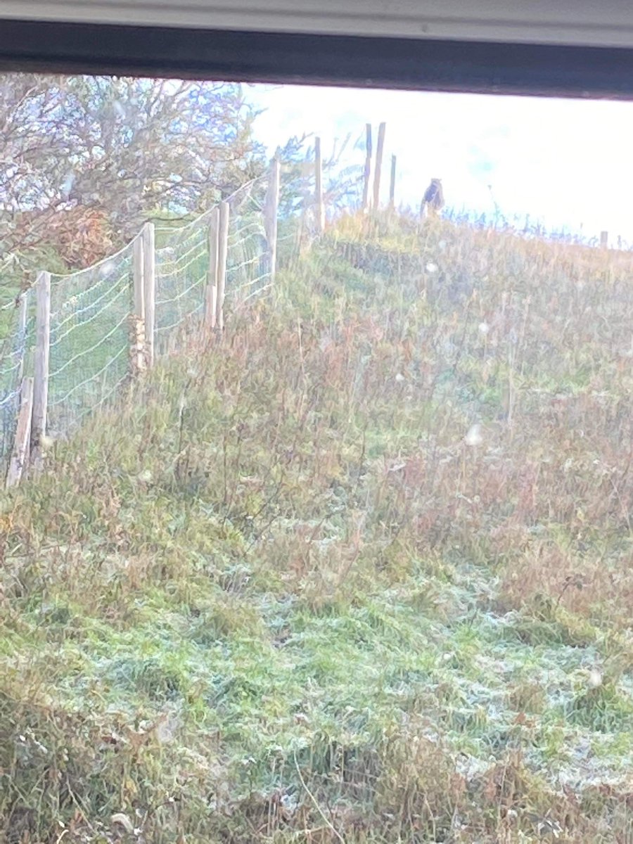 Lauren Holden-Williams tweet media