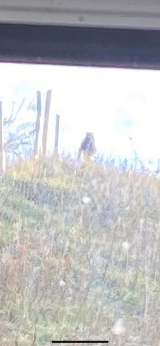 Lauren Holden-Williams tweet media