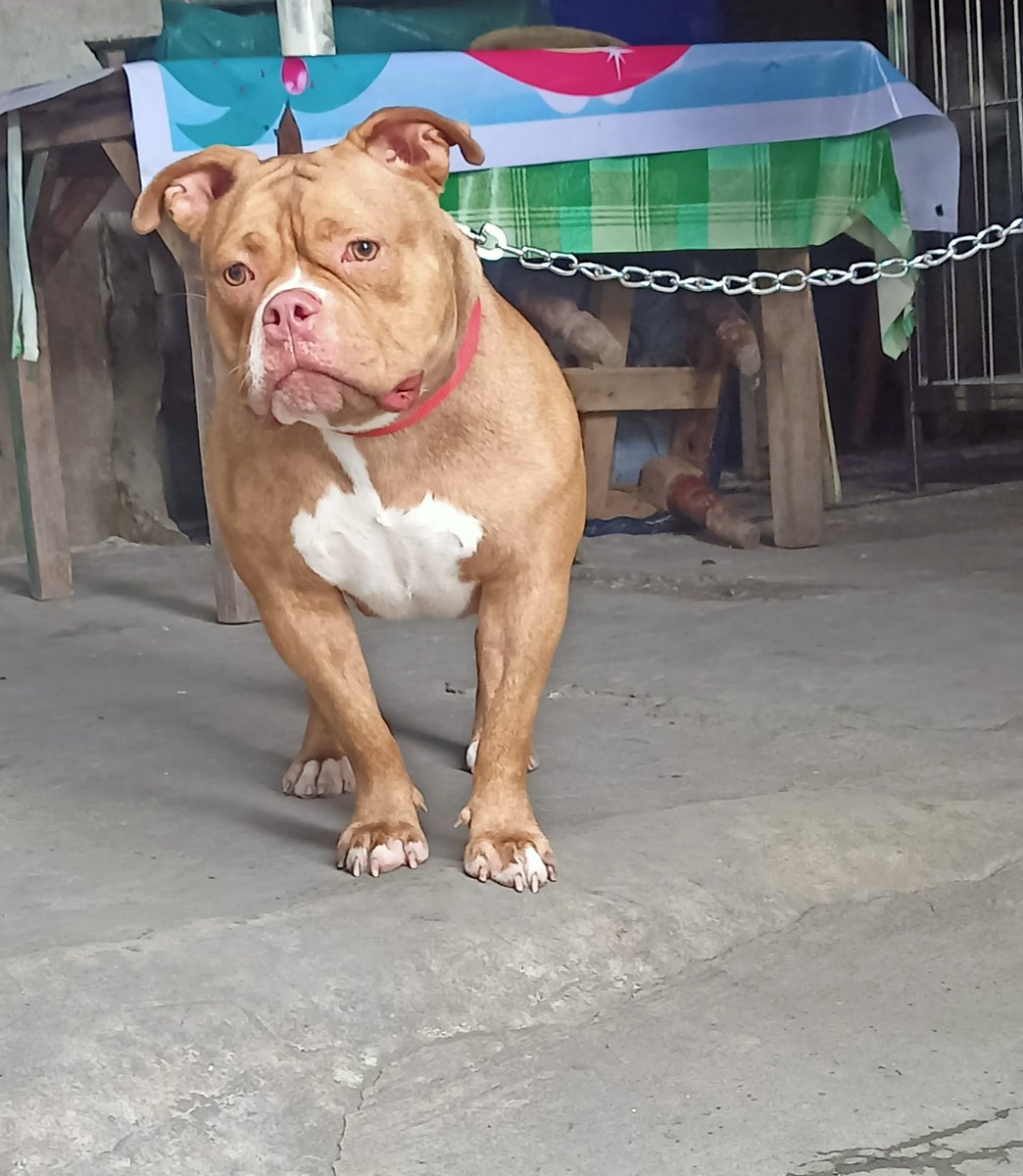 BECNN3's tweet photo. Where is my big sister mommy?
I missed her
#Trending #viral #Americanbully https://t.co/XUtqmqdkkk