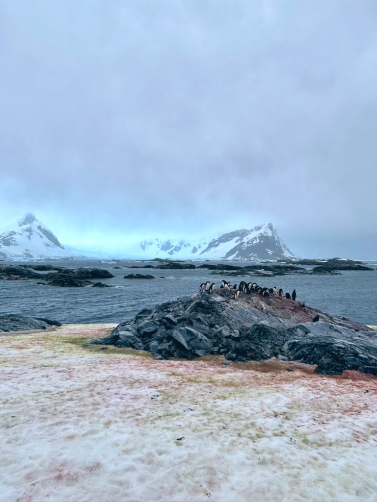 JohnnySB_PR's tweet photo. After landing on the Yalour Islands to see Adélie penguins, another incredible moment followed as we crossed through the Lemaire Channel last night with @HurtigrutenEXP ❄️🧊🐧#Antarctica https://t.co/TQ7P3wLqu9
