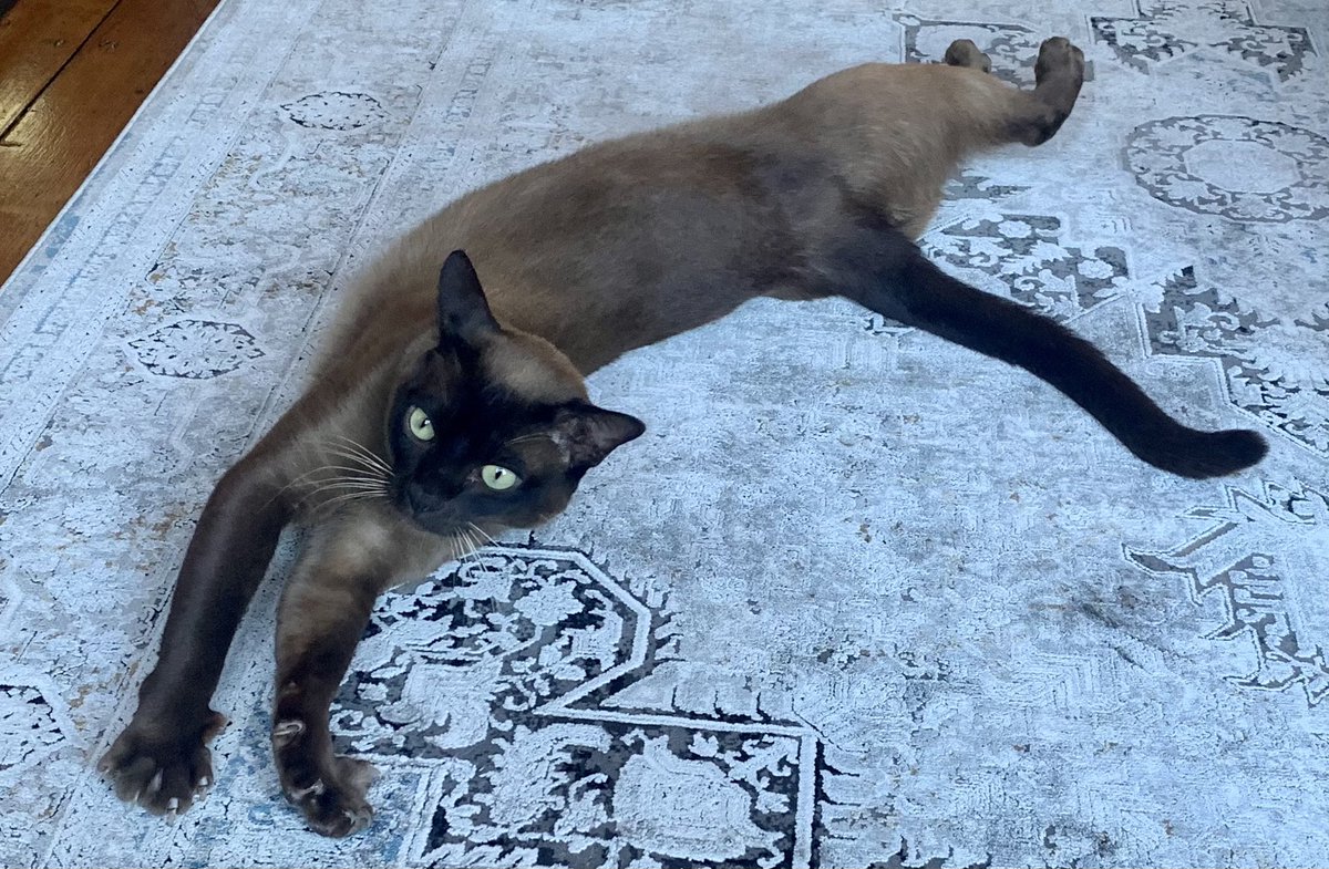 Flospots's tweet image. Mum and dad have just bought a new rug. I’ve asked Mischa to bed it in by giving it a good scratch and rolling over in it. Somehow they aren’t too pleased. #catsoftwitter. #helpinthehouse.