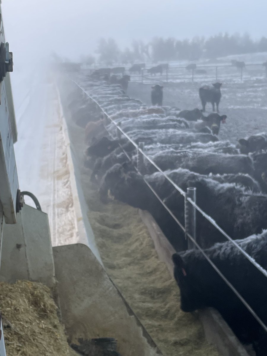 Doug_Severson's tweet photo. Day 100!
Approaching Halfway
Cattle are eating well pretty much on Cruise Control
Havenโt doctored one since Thanksgiving.
2 Deadโs since the start of the fall run
#luckisonmyside https://t.co/PqCeGBYJkJ