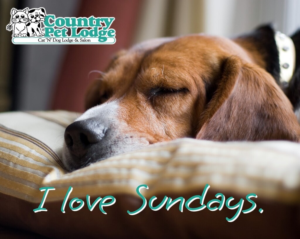 I love Sundays. Happy Sunday! 💤🐶🐾❤️ #lazysunday #happysunday #ilovesunday #sundayvibes #sundaystyle #sundayfunday #sunday

#countrypetlodge #countrypetlodgeandsalon #doggydaycare #dogboarding #catboarding #doggrooming #pethotel #petgrooming #grooming… instagr.am/p/CnuFDv8NQcW/