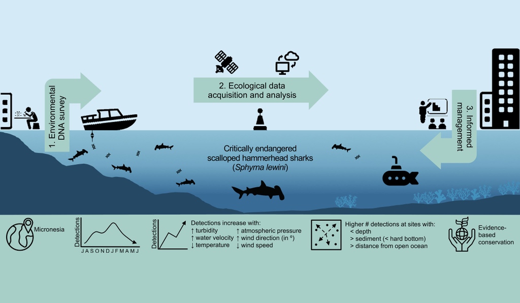 Sharks4Kids's tweet photo. #SharkScienceSunday
From @sharktagger_hi
A recent publication from Budd et al. (2023) combined freely available ecological data w/ eDNA survey methods to better understand the local distribution &amp; habitat preferences of scalloped hammerhead sharks in Guam.
https://t.co/BQ5Syqr7da https://t.co/bGsCuhk2qf