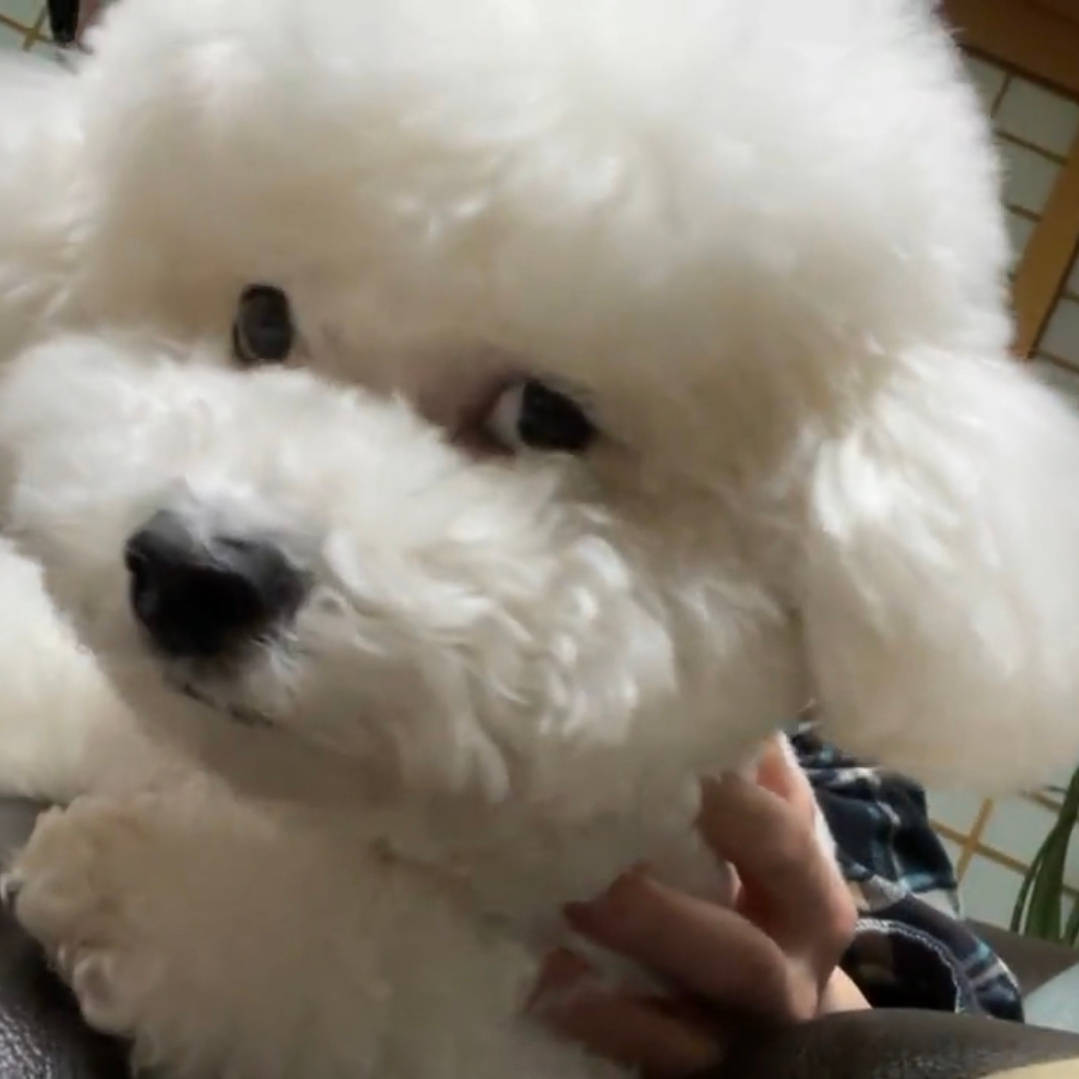 reveusehun's tweet photo. Vivi being Oh Vivi with the way he stares 👀 the cutest fluff of cloud 🧡 https://t.co/YtJFFtOhr5