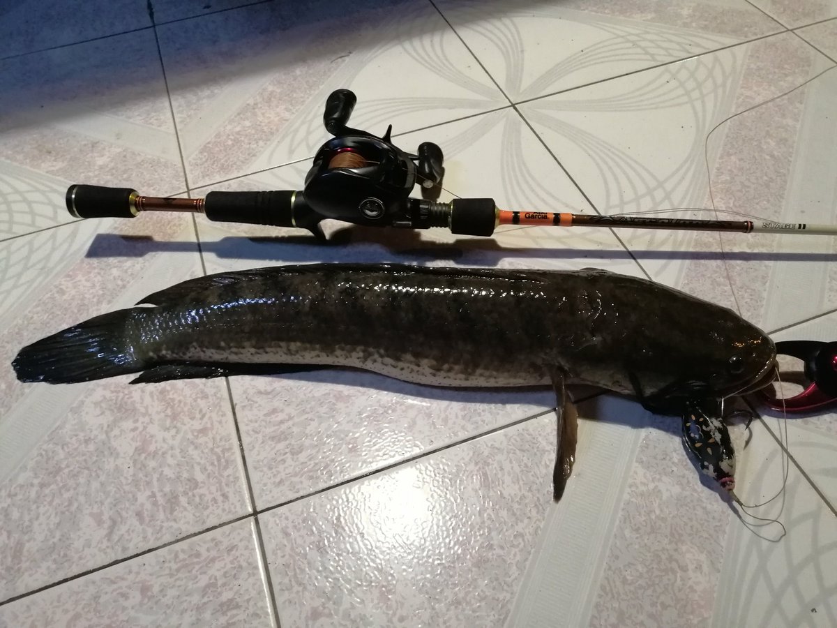 moreo_d's tweet photo. strike pertama untuk 2023. tidak sia² cast gelap² 🤣🤣🤣
#channa #channastriata #haruan #snakehead #sabah #borneo #angling #angler #baitcasting #daiwa #abugarcia #surecatch https://t.co/F1yPeuaq7t