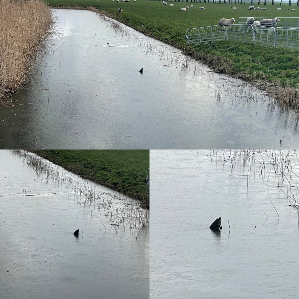 Uhh… help? Did I just snap a pic of a duck flash-frozen upside down in a canal or do I need glasses? #duckpics #deadduckproblems