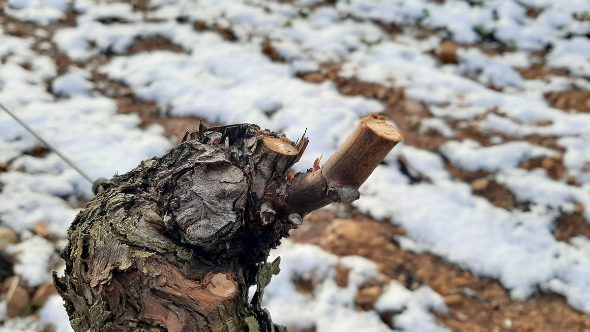 ¿Por qué no se debe podar en días con alta humedad?
El agua depositada sobre los cortes de poda es el medio ideal para el desarrollo de las esporas de hongos de madera, multiplicando el riesgo de infección de la cepa. Estos días es mejor dedicarse a otra cosa.