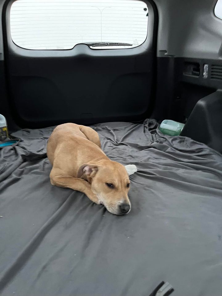 PetRecoveryYYC's tweet photo. FOUND young gold/tan with white chest/paws dog in #DeerRidge. Now safe at Fish Creek Pet Hospital -(403) 873-1700. Must provide proof of ownership and photo id to claim. Pls rt. watch and share for owner awareness. https://t.co/mdYpq98rHD https://t.co/vcKnXuEJE5