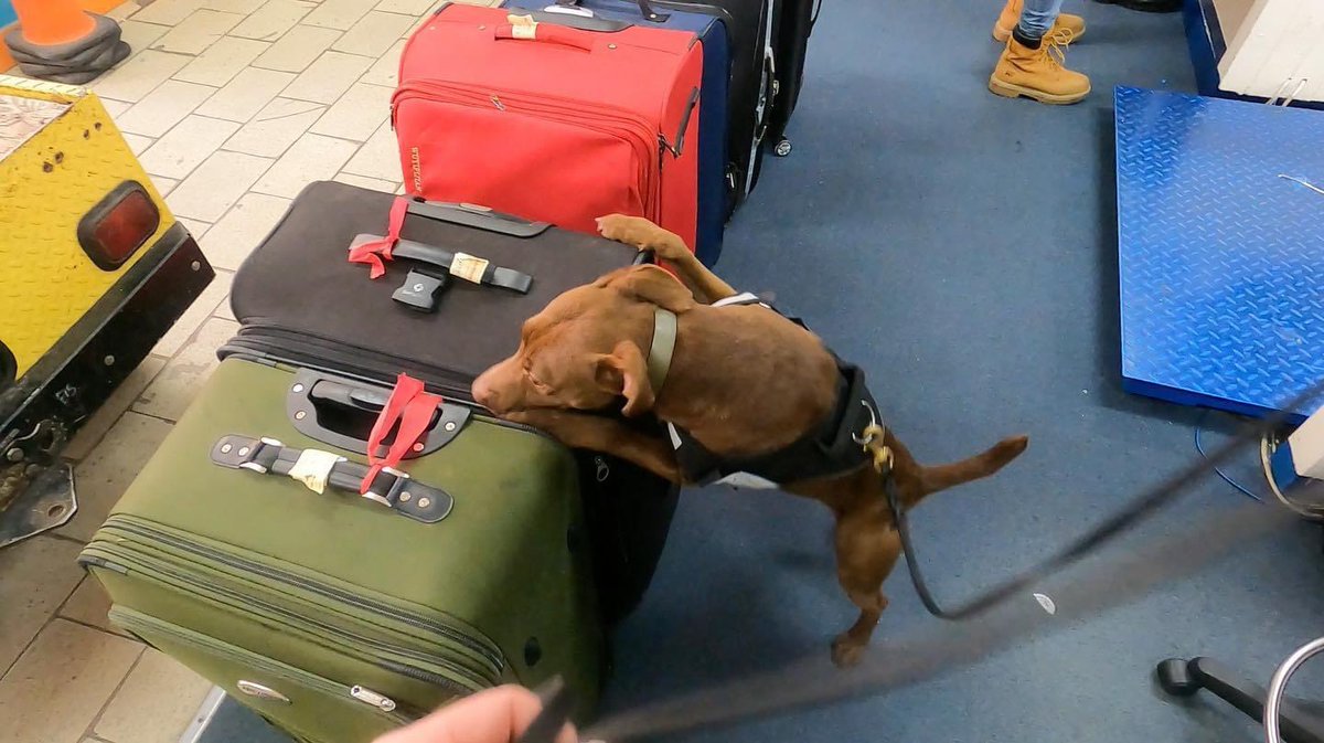 Scent Imprint Conservation Dogs

Wildlife detection dog Boris, working at the moment in South America . Special thnx for IFAW.  #ifaw #operationjaguar #jaguarconservation #snifferdogs #wildlifetrafficking #combatwildlifecrime #panthera #conservationdogs