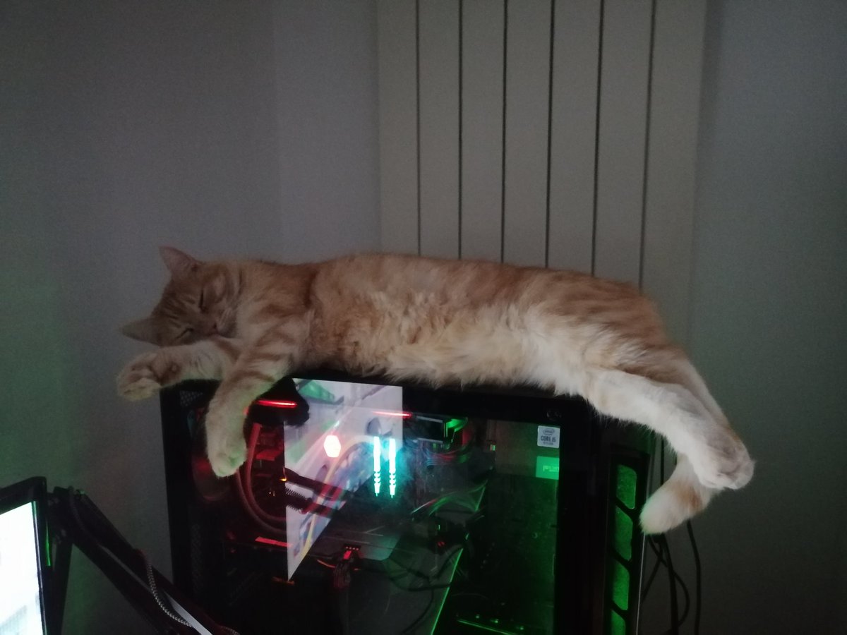 AGazaneo's tweet photo. #Gatto da gaming
#Simbathecat https://t.co/mMUCUZcsXl