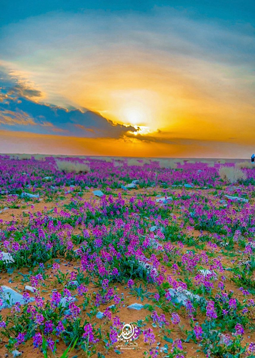 mothana1's tweet photo. #بعدستي @mothana1 | صحراء #الحدود_الشمالية  تتزين بألوان #الخزامى . https://t.co/Xu4fmgYDjz