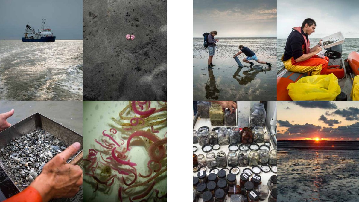 GlobalFlyway's tweet photo. #SIBES stands for 'Synoptic Intertidal Benthic Surveys'. It is both a CONCEPT & many PROJECTS. E.g. every year @NIOZnieuws covers the entire Dutch #WaddenSea in a grid-based benthic survey. Great to see the concept applied in #SIBES_Formosa
& see intro at: https://t.co/CnpEAiSJSh https://t.co/snAGYhWyL8