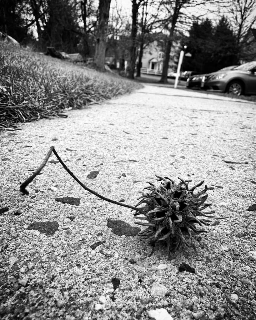 writeramesh's tweet photo. #circleoflife . Change of #seasons . #shotoniphone https://t.co/Hnit7psxrQ https://t.co/RE9iQU3W7J