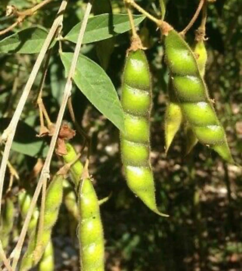FL_Guy_Talk's tweet photo. Excited to share this item from my #etsy shop: Gandules- Pigeon Pea (100 seeds) https://t.co/LvRntXWr9S
#walgreens #monteray #joe #biden #wilmington #deleware #home #finds #classifed #santos #danceclub #snl #nfl #mahones #playoffs #chiefs #49ers #cowboys #sanfranciso #dallas #us https://t.co/iHCK3Aihmt