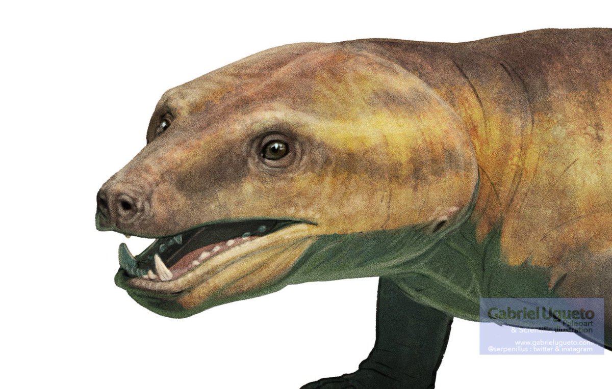 SerpenIllus's tweet photo. I am redoing a lot of the cynodonts I had done for my book to reconstruct them now as furless (following Araujo et al. 2022) and man they look even weirder! WIP https://t.co/WZmNOX3vr6