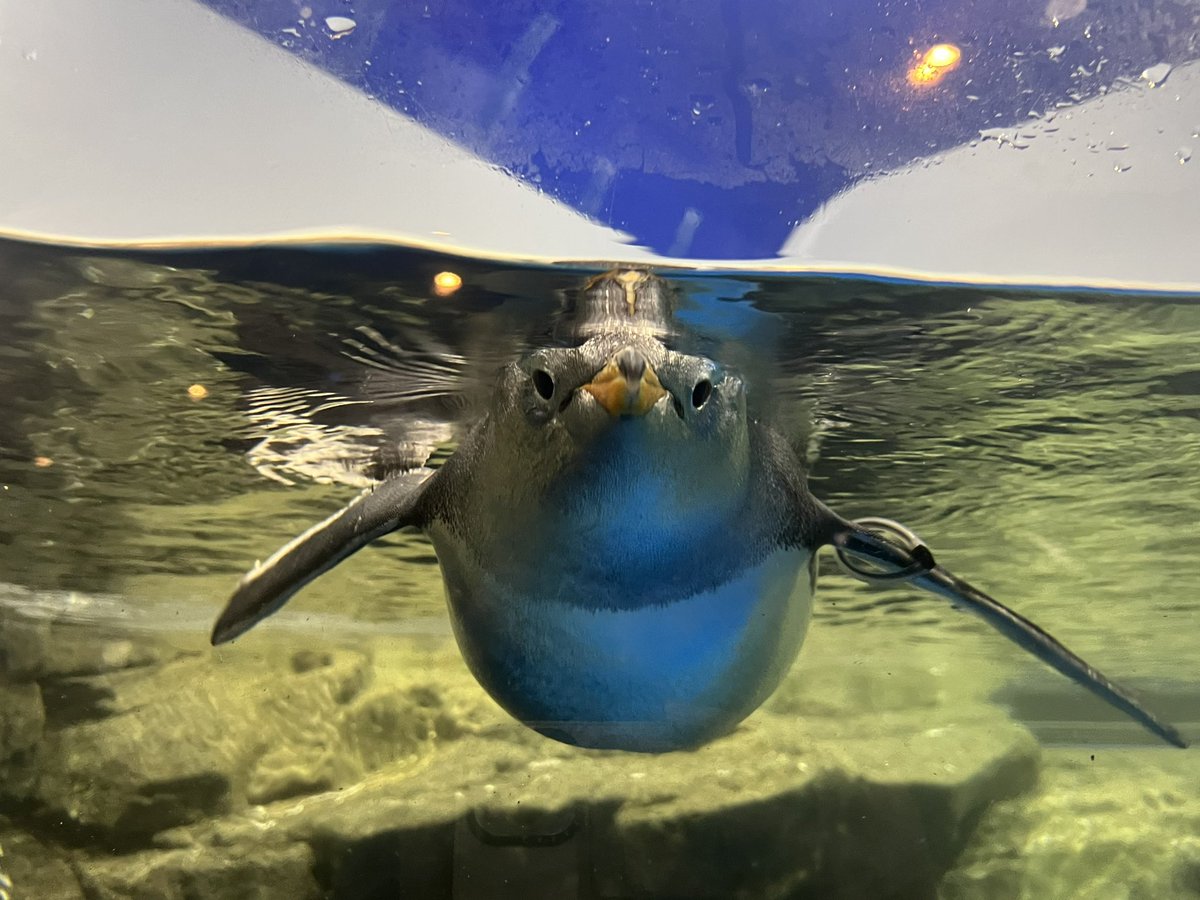 mikitnb's tweet photo. 22歳になった〜🐣
これからもよろしく願います🙌🏼

真正面からの🐧置いとく笑 https://t.co/kIVEtvITCY