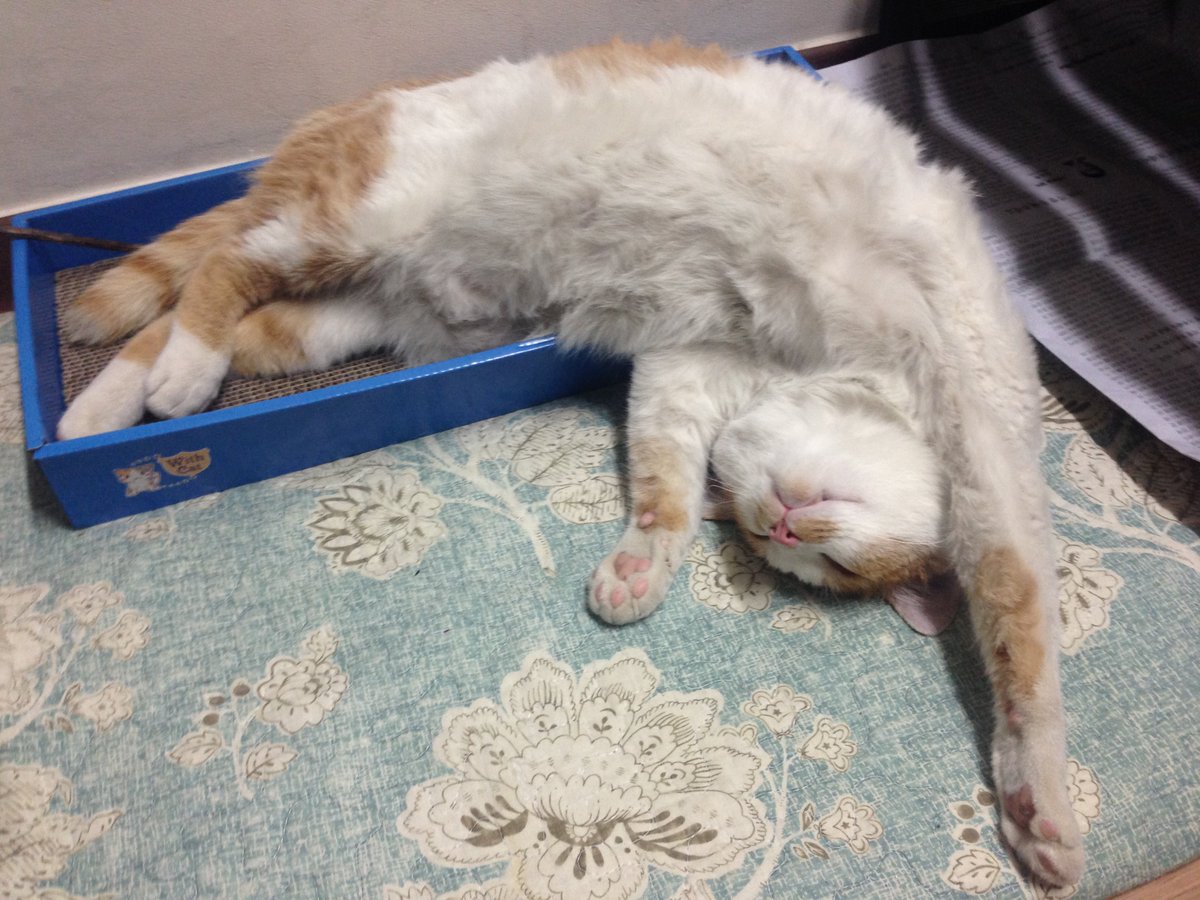 jokjok's tweet photo. 족족이 입양 스토리는 두 개인디 타래로 달아놔야지 나를 ���해 https://t.co/07LYbd5T0N