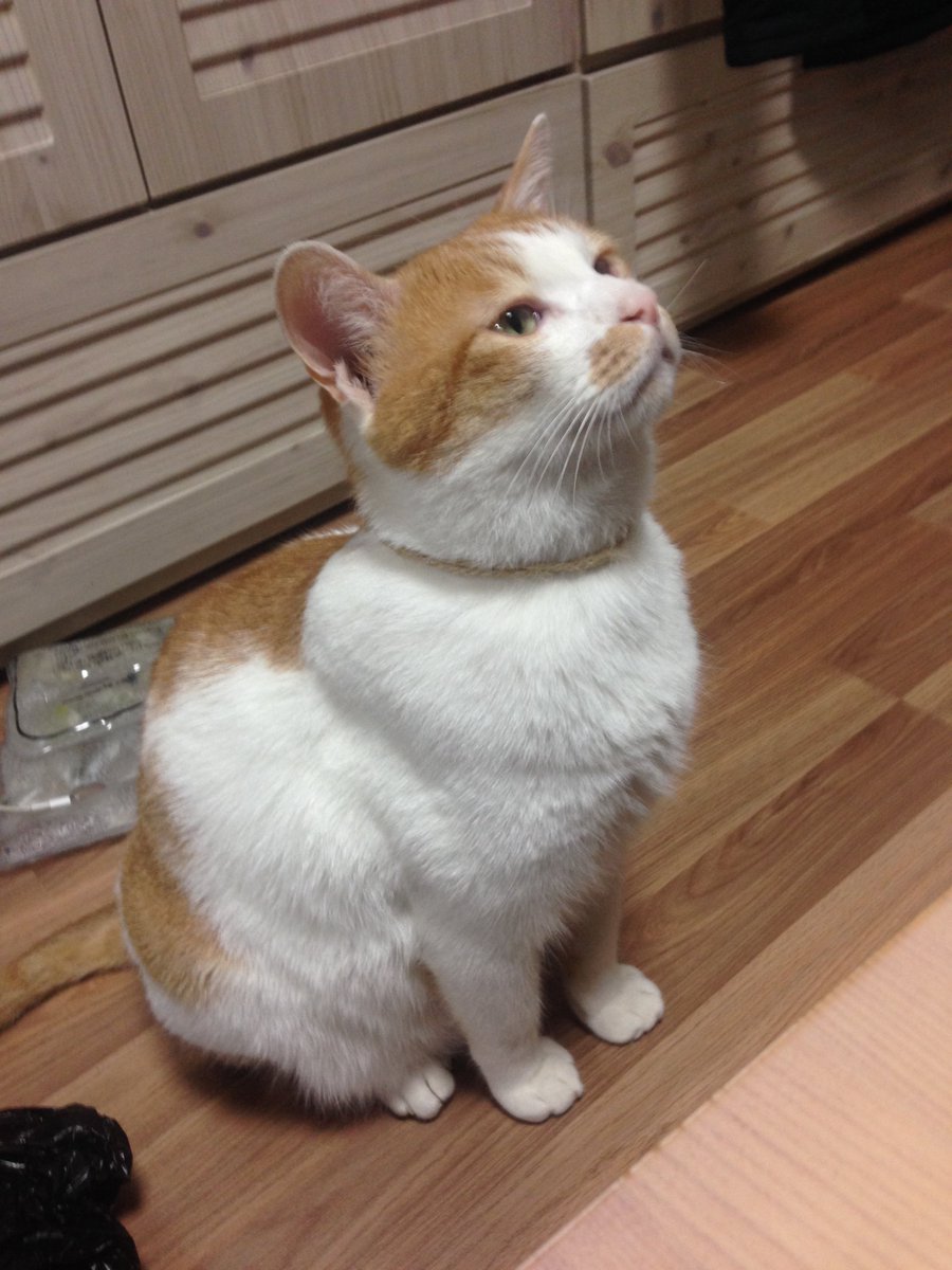 jokjok's tweet photo. 족족이 입양 스토리는 두 개인디 타래로 달아놔야지 나를 ���해 https://t.co/07LYbd5T0N