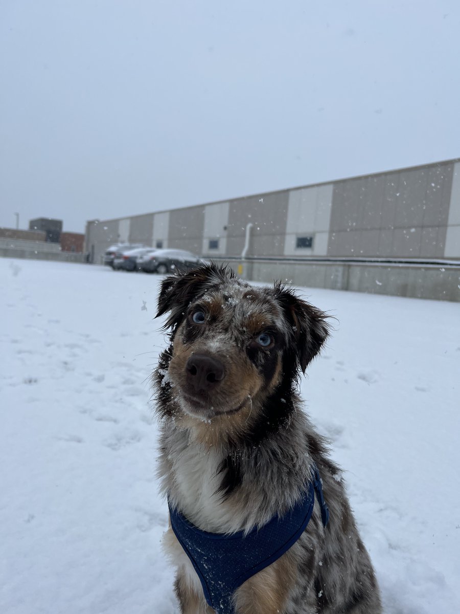 GaelenBet's tweet photo. Enjoying the BEST morning playing in the snow with my girl
Although Lila told me we should share the double MAXX play asap to help as many people as possible
Do you agree?? 🐕
#topG #miamiG #dallasOpen #delrayOpen https://t.co/CNWdarqmds