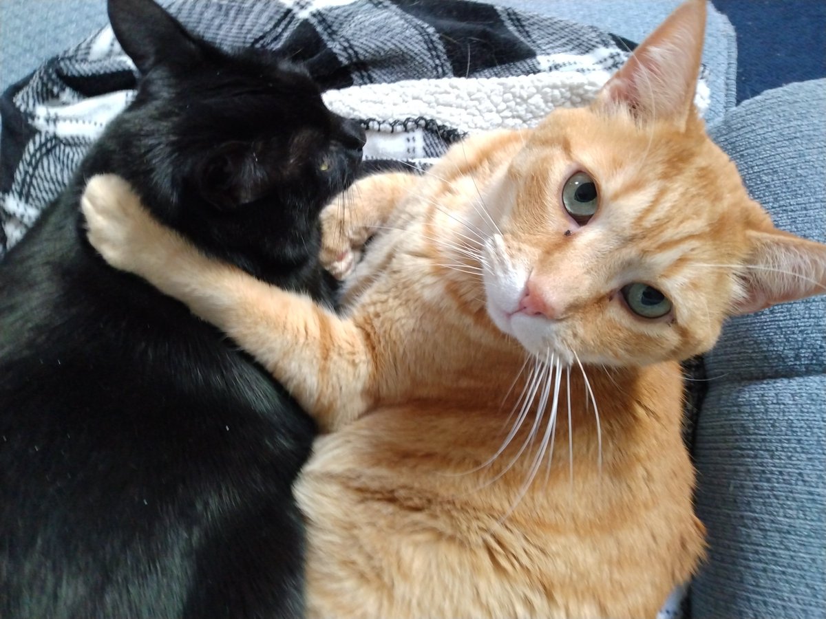 FlixyMom's tweet photo. It's that kind of Sunday...stay in and snuggle. https://t.co/NuGEX86FW4