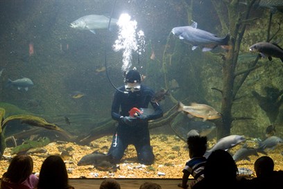 MSScienceMuseum's tweet photo. 🐟 Watch #divers feed the fascinating #fish in our aquariums every Tues &amp; Fri at 10am, &amp; Sun at 2pm. https://t.co/yyyzNV5193

#JacksonMSEvents #mslist #myjxn #visitjacksonms #visitms #visitridgeland #SEMuseums #SETourism #capitalareatourism #LeFleurMuseumDistrict #mdwfponline https://t.co/zBitiNtab3