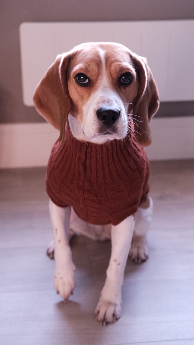 My pawrents shoved my in dis fing… actually okay 

#beagle #beaglesoftwitter #dogsoftwitter #dog #floppyears #doglove #beaglelife #petphotography #amateurphotographer #fujifilm_xseries #fujifilmxt4 #fujinon35mmf2