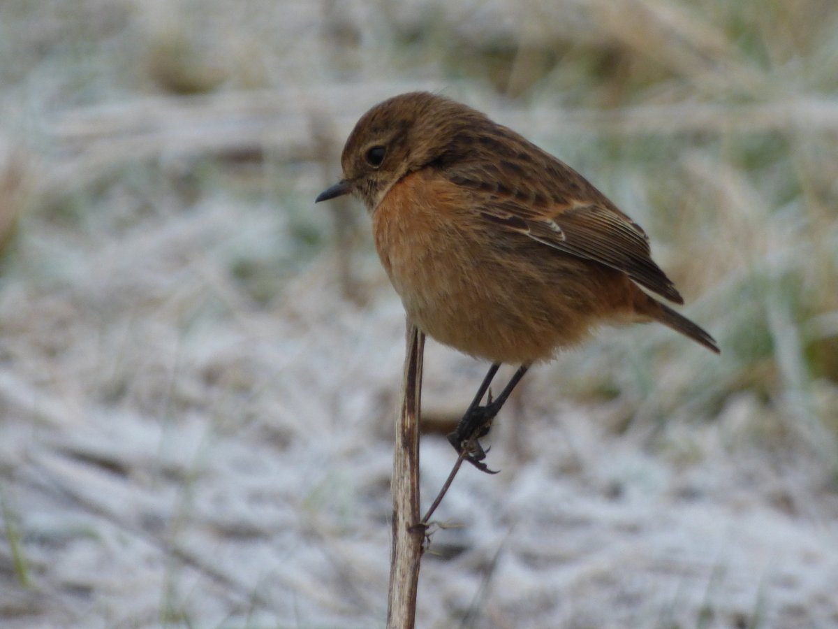 Ayarell's tweet photo. Thrybergh CP. 46 spp inc: 1 goosander, 31 mute and 1 whooper swan, 1 drake scaup, 1 stonechat and 3 wigeon. (@DonnyBirding )
View my #BirdTrack list  https://t.co/Brbs1uYs3Z https://t.co/DId24HOGI5