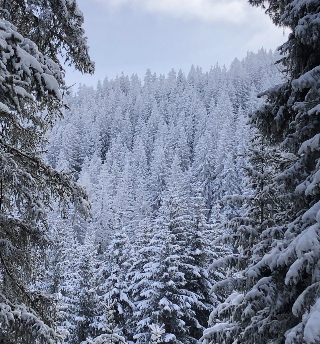 alpen_wetter's tweet photo. Rodelbericht #Sattelbergalm.🥇
Tolles Rodelerlebnis in tief verschneiter Winterlandschaft und super Essen (trotz Hochbetrieb alle freundlich). Die Bahn schnell und griffig ohne Eis und auch keine Hügel. Einziges Manko: Leider keine Schneewände.
#Rodeln #EndlichWinter #intirol https://t.co/c82YaC5XN4