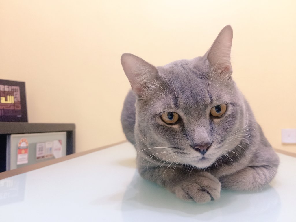 starry_rina's tweet photo. 💙 Cinta pandang pertamaku 💙

Abu yang kacak &amp; gebu.
Dulu 4kg+. Sekarang 9kg+. 

Jumpa di kantin sekolah dlm keadaan sakit, kusut-masai &amp; misainya digunting oleh si bongok tak berhati perut. Tidurku tak lena teringatkan Abu. 
#Flashback
#AkuAdaAbu 
#AbuAdaAku
#adoptwithlove https://t.co/4NtSGFzHBk