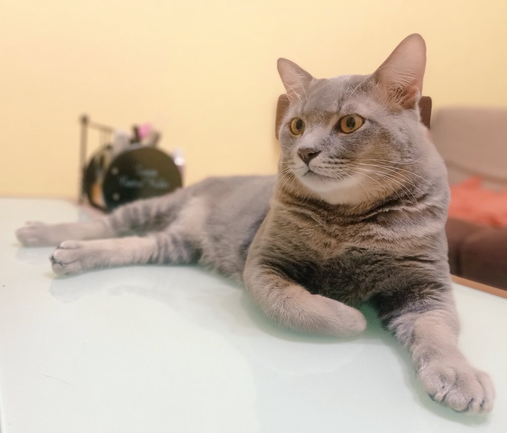 starry_rina's tweet photo. 💙 Cinta pandang pertamaku 💙

Abu yang kacak &amp; gebu.
Dulu 4kg+. Sekarang 9kg+. 

Jumpa di kantin sekolah dlm keadaan sakit, kusut-masai &amp; misainya digunting oleh si bongok tak berhati perut. Tidurku tak lena teringatkan Abu. 
#Flashback
#AkuAdaAbu 
#AbuAdaAku
#adoptwithlove https://t.co/4NtSGFzHBk