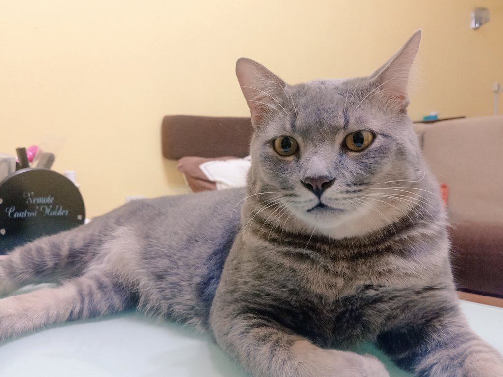 starry_rina's tweet photo. 💙 Cinta pandang pertamaku 💙

Abu yang kacak &amp; gebu.
Dulu 4kg+. Sekarang 9kg+. 

Jumpa di kantin sekolah dlm keadaan sakit, kusut-masai &amp; misainya digunting oleh si bongok tak berhati perut. Tidurku tak lena teringatkan Abu. 
#Flashback
#AkuAdaAbu 
#AbuAdaAku
#adoptwithlove https://t.co/4NtSGFzHBk