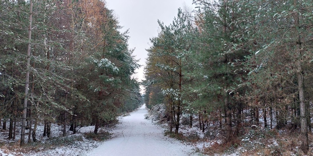 DorsetForests's tweet photo. The Sika Trail Car Park at #WarehamForest will be closed from Mon - Fri whilst we carry out essential forestry works. It will open at weekends as usual. Alternative car parks include Woolsbarrow, Stroud Bridge, Sugar Hill, &amp; Lawsons Clump. Thank you for your understanding. 🙏 https://t.co/tw5GG143O9