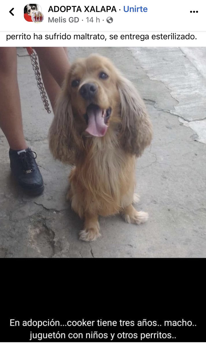 angiemaycolunga's tweet photo. ADOPTA♥️🐶
#Xalapa @VialidadXalapa @penelopemoncayo @PacoDizfinck @AbelMucino @mayteponm @RoxanaAAT @mageba04 @EvaVarona_ @pilykuera @Mtra_Shaira @anicienta_6 @Corintiacruz @MitziArias_ @gaferat1 @daliaperezc @gabyhvictoria @aasullegna @marydebeck @tierraverde1943 @rociosaiz https://t.co/zTSjDWELMi