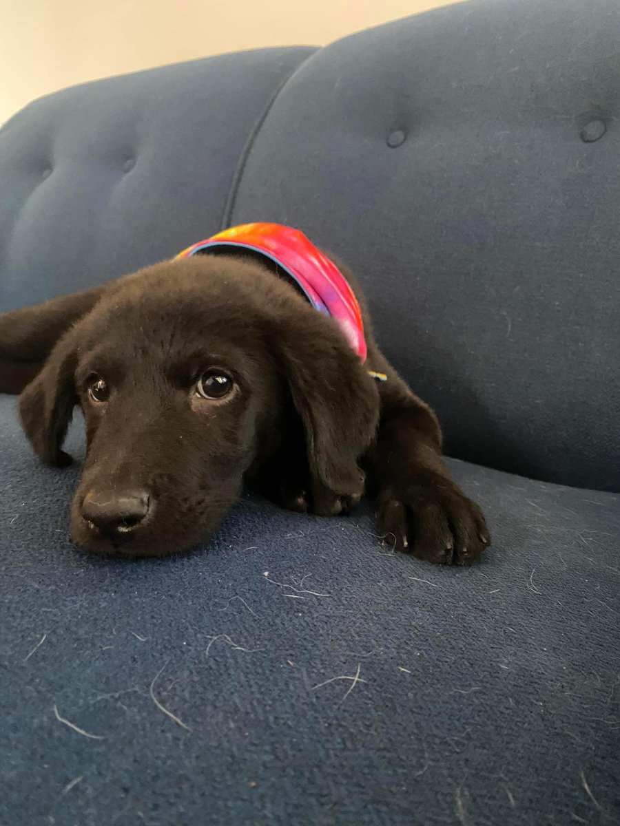 angiemaycolunga's tweet photo. ADOPTA♥️🐶
#Xalapa @VialidadXalapa @penelopemoncayo @PacoDizfinck @AbelMucino @mayteponm @RoxanaAAT @mageba04 @EvaVarona_ @pilykuera @Mtra_Shaira @anicienta_6 @Corintiacruz @MitziArias_ @gaferat1 @daliaperezc @gabyhvictoria @aasullegna @marydebeck @tierraverde1943 @rociosaiz https://t.co/zTSjDWELMi