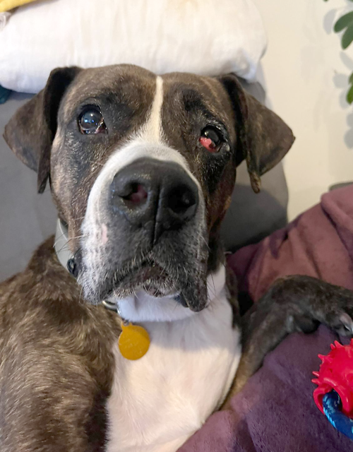 Please retweet to help Roxy find a home #KENT #UK Aged 8, Mastiff Cross. Sadly her owner passed away, then she went to a Welsh pound then to Kent. She has had an op on her eye and has 40-60% vision. She loves cuddles 💔 DETAILS or APPLY👇 lastchanceanimalrescue.co.uk/kennel/dog.php ☎️ 01732865530