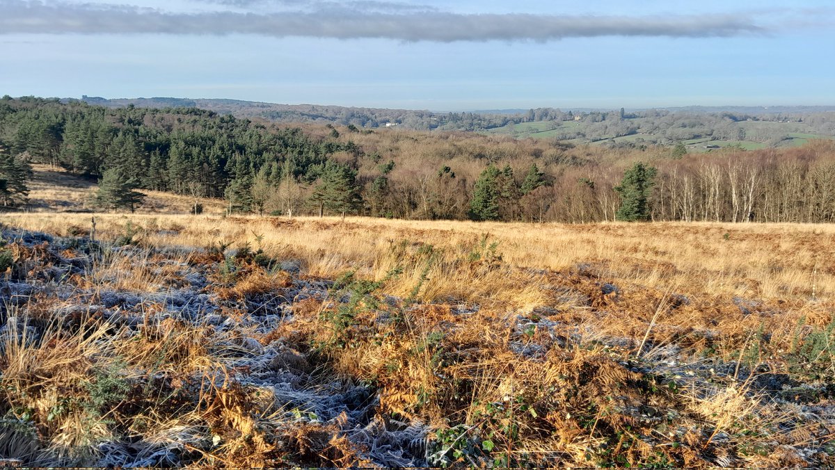 Today's frozen wander round the #ashdownforest