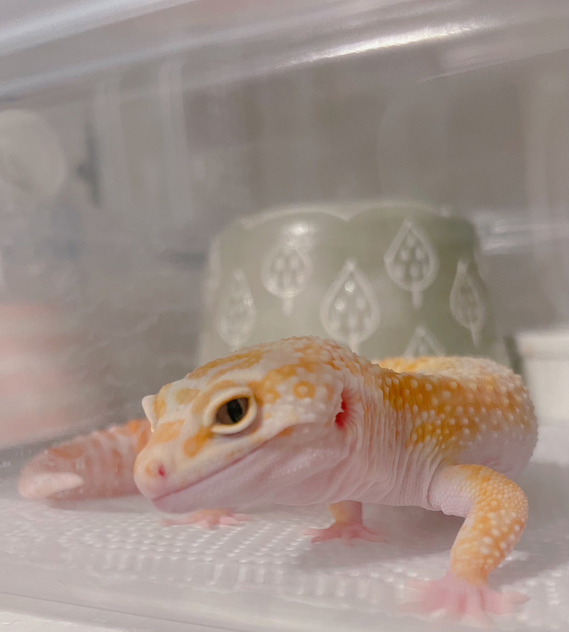 杉野遥亮 サインボール 杉野遥亮 サイン/当選品