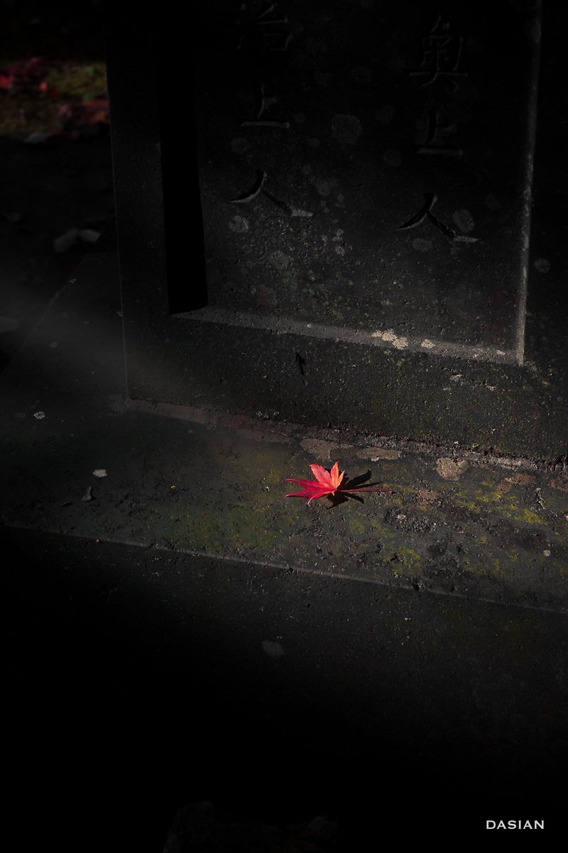 dasianjp's tweet photo. Por haberme aficionado a la fotografía, ahora puedo apreciar pequeños detalles como; esta simple hoja de arce posada sobre una losa e iluminada por un haz de luz.
#dasian #japon #tokyophotographer #momiji https://t.co/8uqikqXEqc