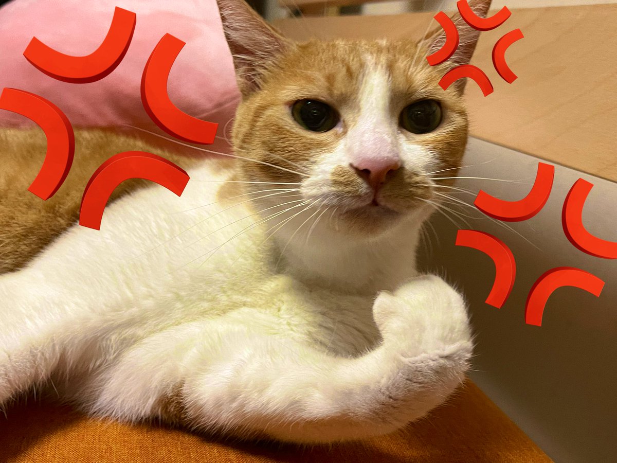 KOTARO202001's tweet photo. あっ！？
やんのかコラ！！
#猫のいるくらし 
#猫の居る暮らし 
#なめ猫 https://t.co/pox1KR6qPX