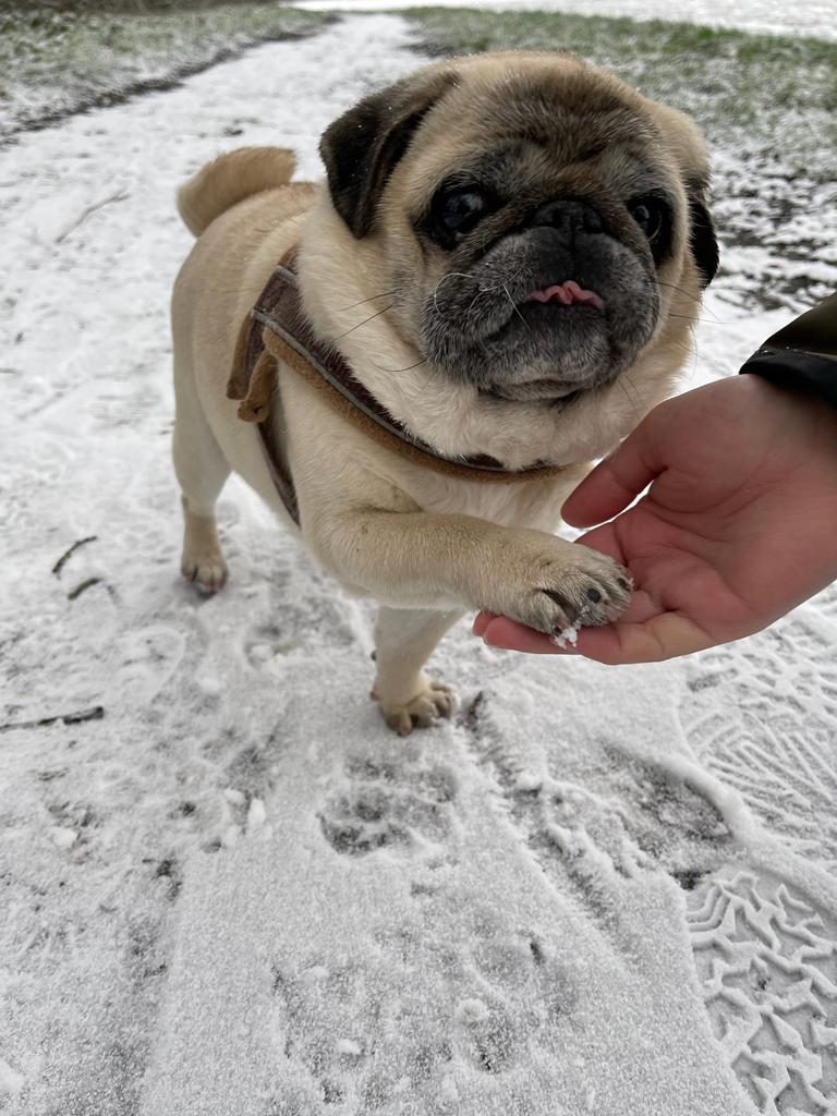 His little tongue 🥺 #dogs #pugs #pugsoftwitter #dogsoftwitter #dogphotography