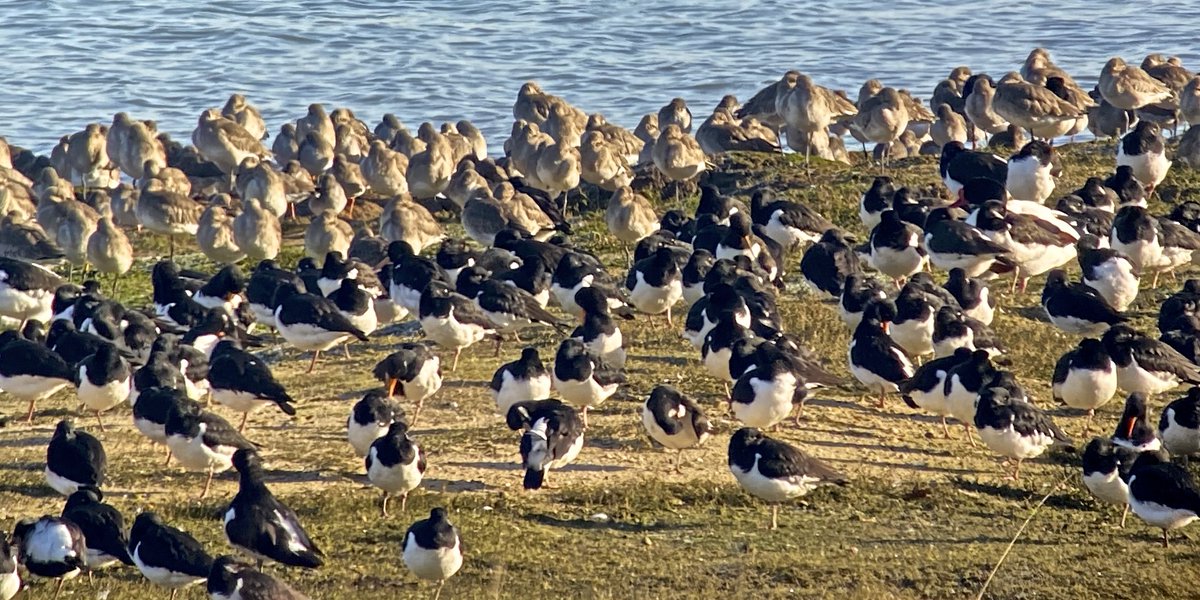 Highlights from my WeBS count this morning Oystercatcher 520, Black-tailed Godwit 300 (usually c700), Wigeon 110, Goldeneye 2 and Red-breasted Merganser 3.