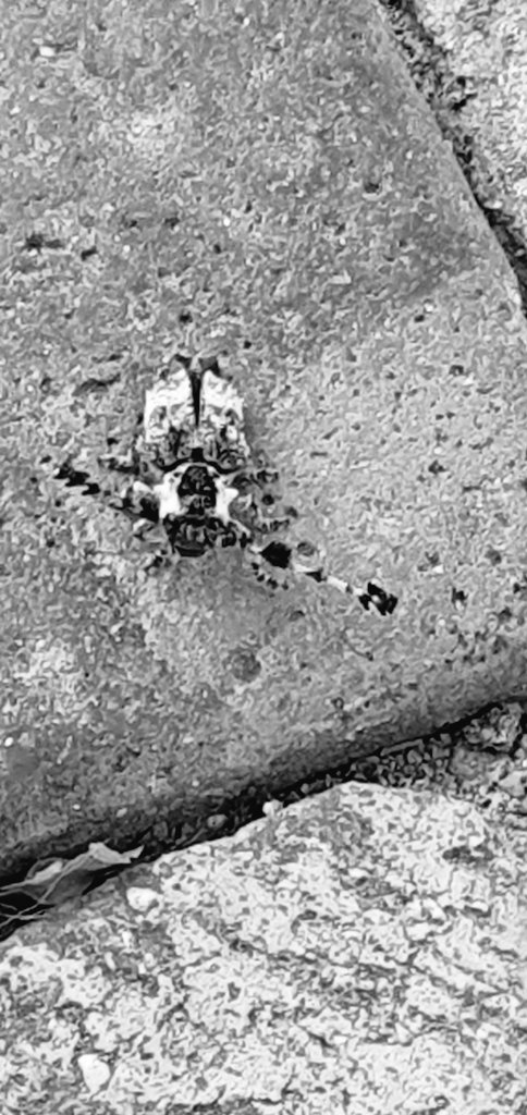 Peter Breitenbach tweet media