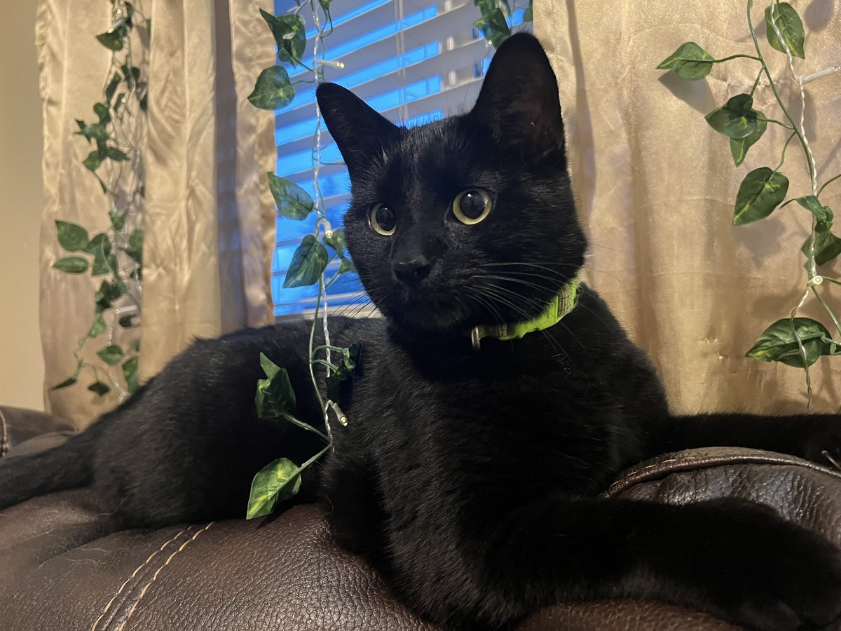 ItsKonk's tweet image. gorgeous cat