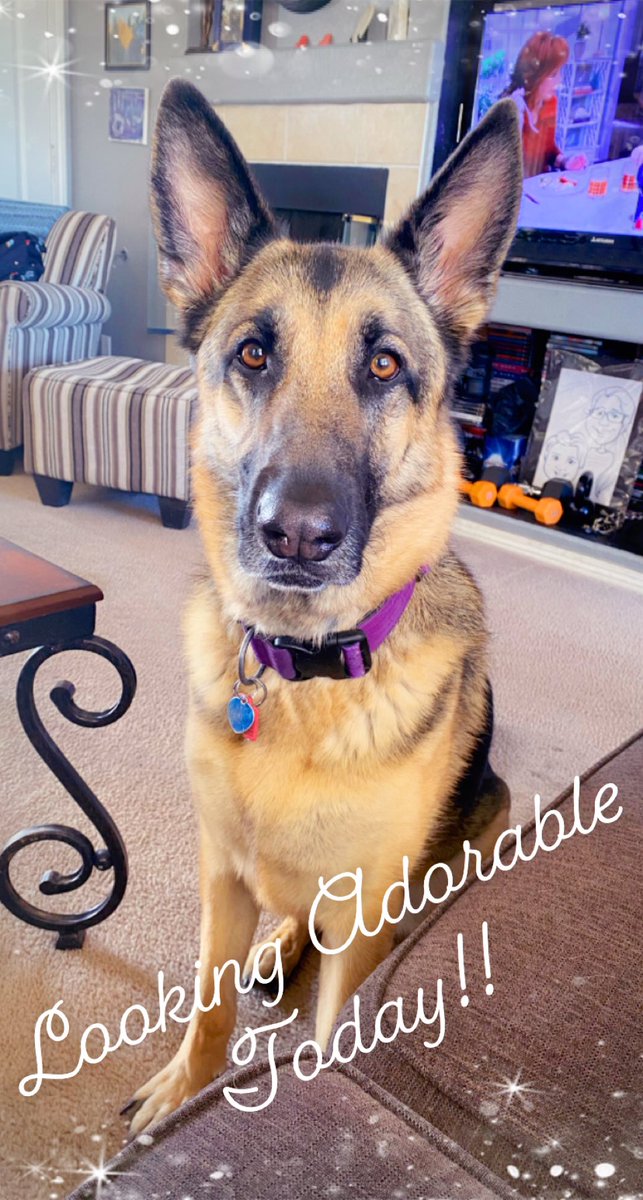 pereidaje's tweet photo. Rose looking amazing as usual #germanshepard #DogLover #doglove #dogmom #weekendlooks #Rose #girldog https://t.co/CG2RtLSGNG
