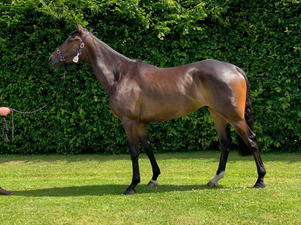 Crest Racing (@crestracing1) on Twitter photo 50% of Crest Of Glory sold in 3 days, target is £100,000 bumper at Newbury in March. Come have a view on Friday 27th Jan RSVP @AJHoneyball <a href="/martynrchap/">Martyn Chapman</a> 50% of Crest Of Glory sold in 3 days, target is £100,000 bumper at Newbury in March. Come have a view on Friday 27th Jan RSVP @AJHoneyball <a href="/martynrchap/">Martyn Chapman</a>