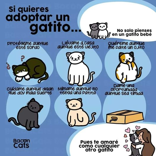 gatos_en's tweet photo. Buenos días! Quieren adoptar un gato? Hay gatitos de todos tamaños, caracteres, colores, temperamentos y edades. No los descarten, conózcanlos, ellos serán agradecidos y amorosos como nadie. https://t.co/WzkExMpn9t